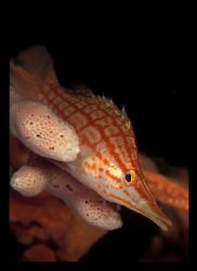 Longnose hawkfish challenging the macro port for his look... by Andrew Woodburn 